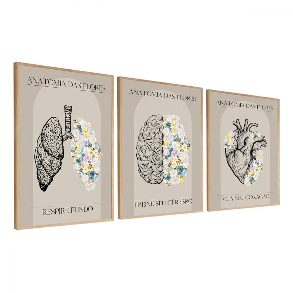 kit 3 quadro decorativo anatomia medicina médicos decor quarto s