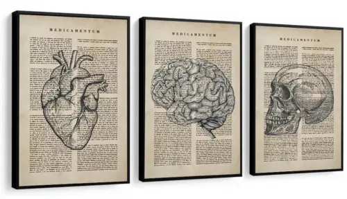 kit 3 quadro decorativo cunsultório de medicina anatomia humana 