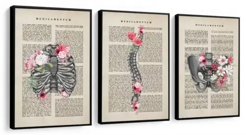 kit 3 quadro decorativo cunsultório de medicina anatomia humana 