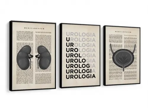 kit 3 quadro decorativo urologia  cunsultório de medicina anatomia humana médicos urologista decor quarto sala com molduras