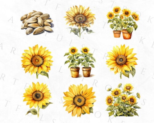 Kit Digital Girassol Aquarela - Sunflowers (artfs)