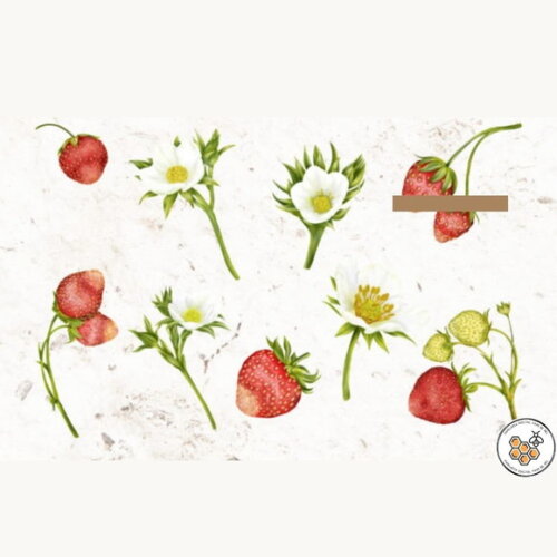 Kit Digital Jardim de Morango Aquarela - Strawberry Garden