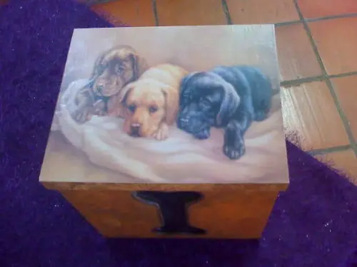 Caixa para Ração de Cachorros