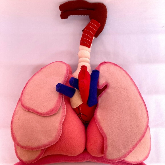 Sistema Respiratório