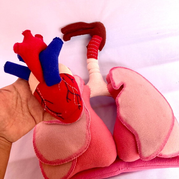 Sistema Respiratório