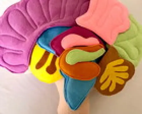 Anatomia cérebro em feltro