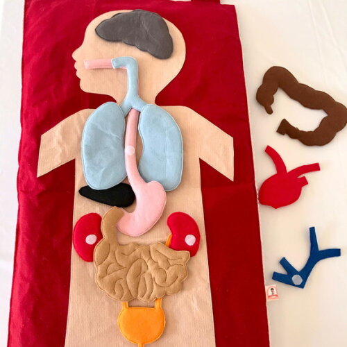 Painel Corpo Humano