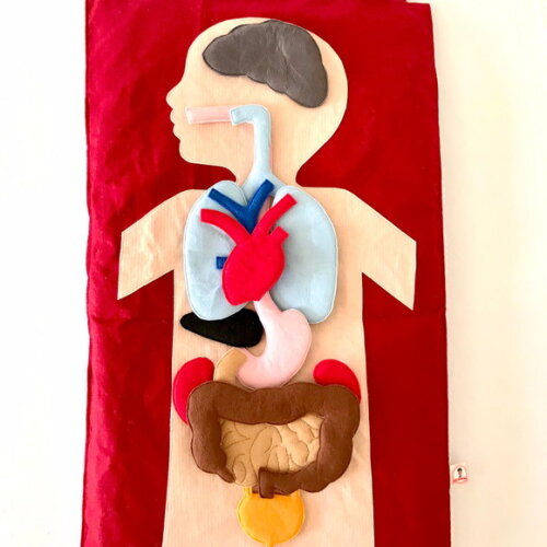 Painel Corpo Humano