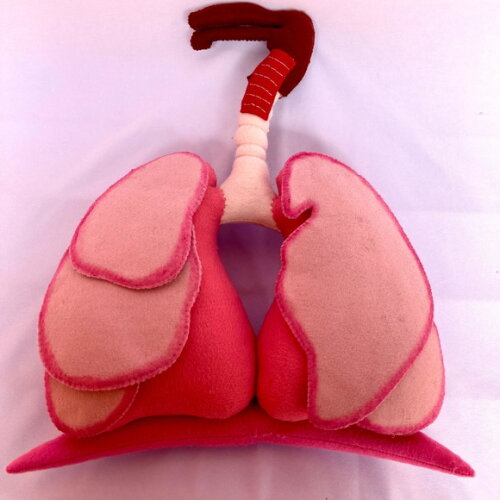 Sistema Respiratório