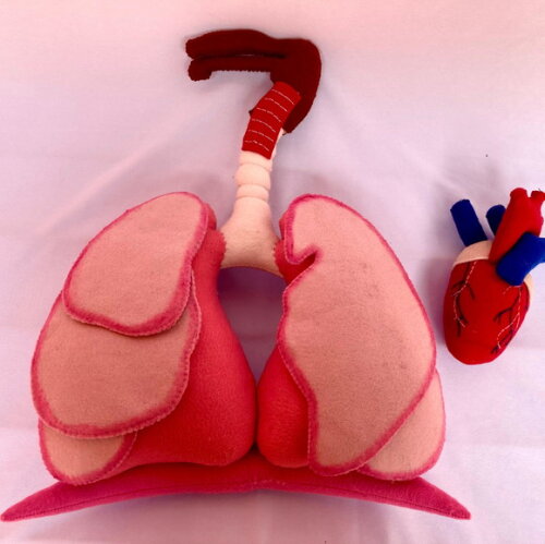 Sistema Respiratório