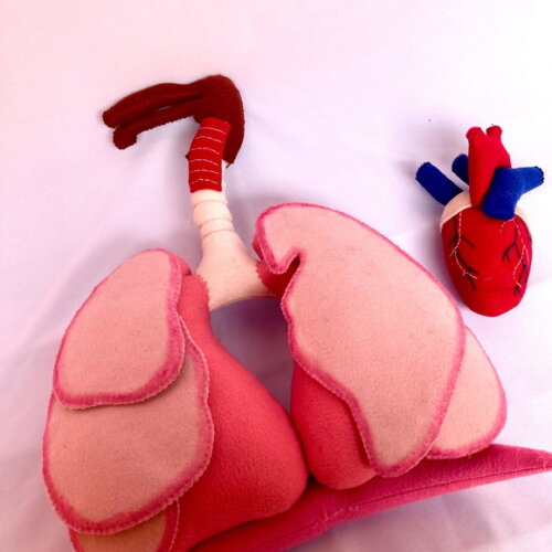 Sistema Respiratório