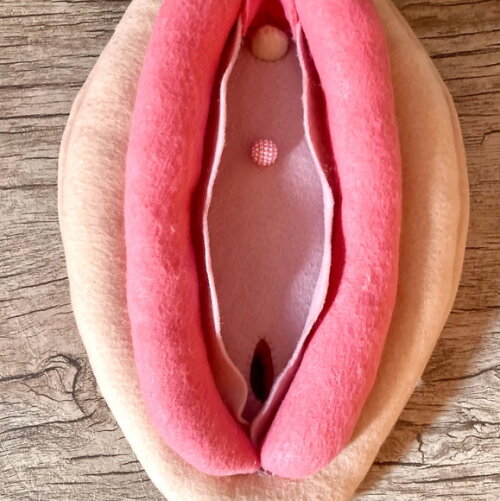 Vulva Didática