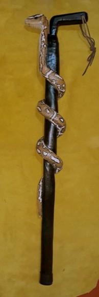 Cetro Cobra Piton/python Mod 01 - 55cm