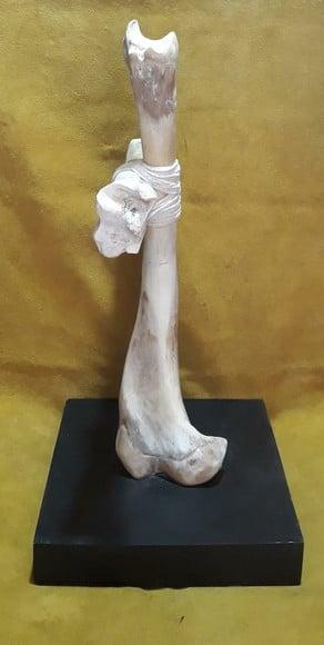 Cruz em Osso de Boi c/ Base de Madeira - 50cm