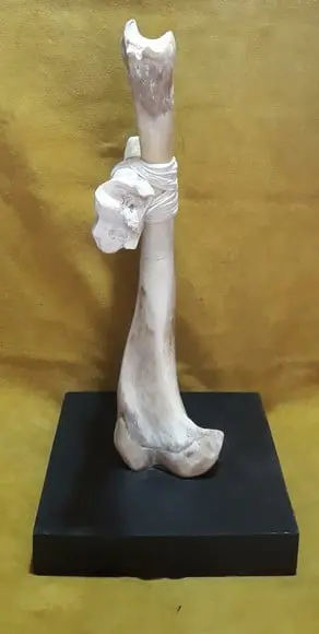 Cruz em Osso de Boi c/ Base de Madeira - 50cm